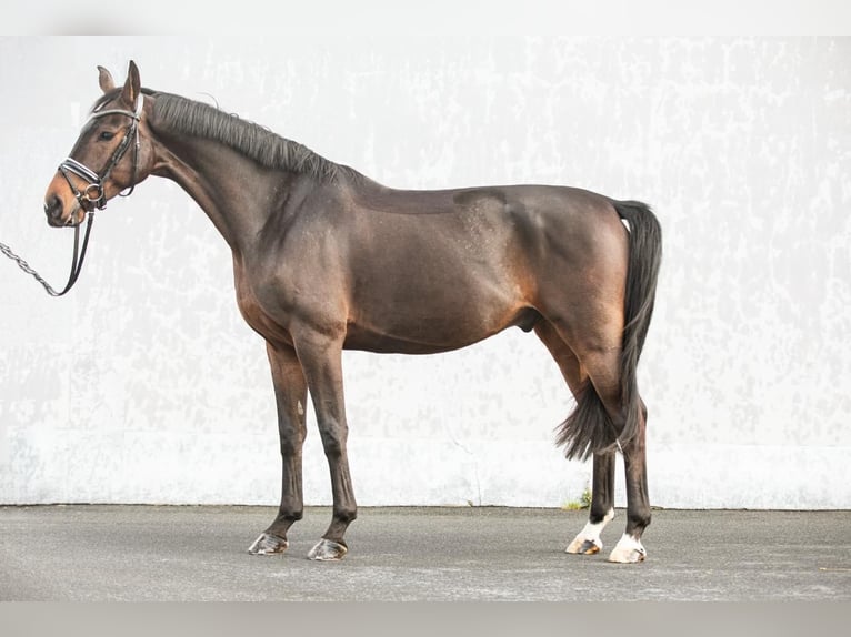 Oldenburger Ruin 4 Jaar 168 cm Donkerbruin in Priestewitz