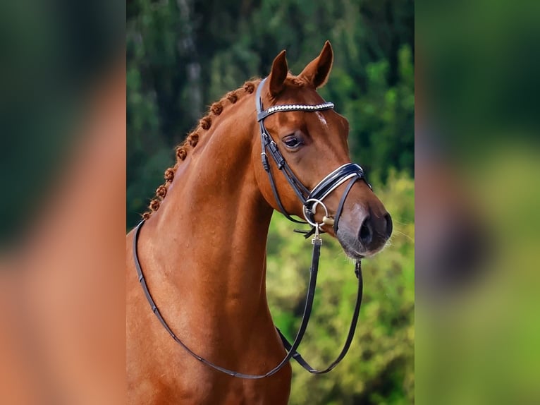 Oldenburger Ruin 4 Jaar 168 cm Donkere-vos in Lingen