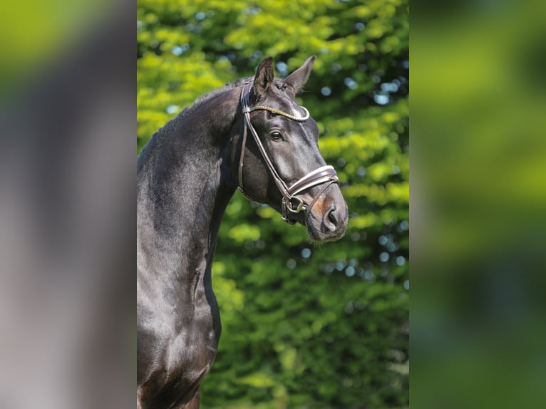Oldenburger Ruin 4 Jaar 168 cm Zwartbruin in Seefeld