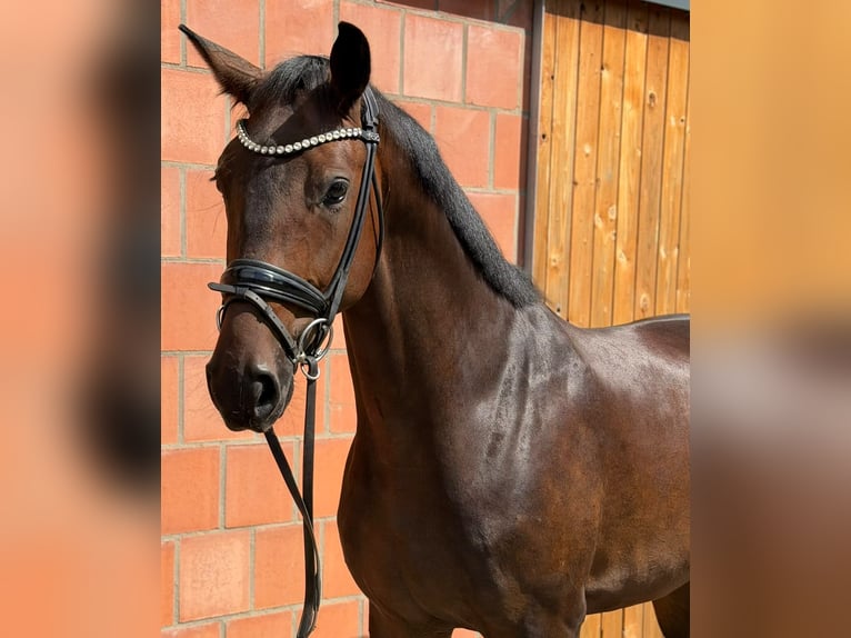 Oldenburger Ruin 4 Jaar 169 cm Bruin in Lienen