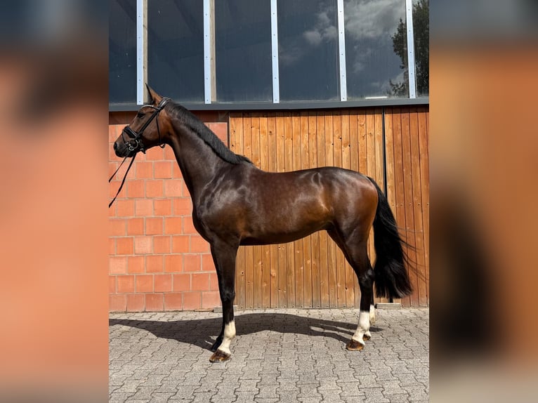 Oldenburger Ruin 4 Jaar 169 cm Bruin in Lienen