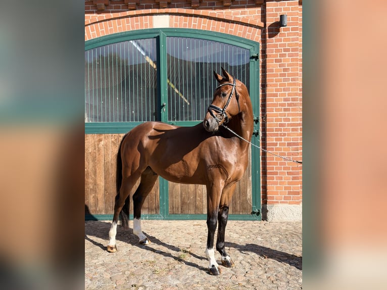 Oldenburger Ruin 4 Jaar 169 cm Bruin in Kirchlinteln