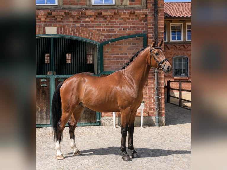Oldenburger Ruin 4 Jaar 169 cm Bruin in Kirchlinteln