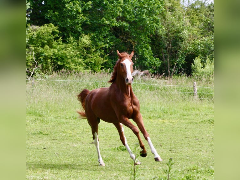 Oldenburger Ruin 4 Jaar 169 cm Donkere-vos in Möckern
