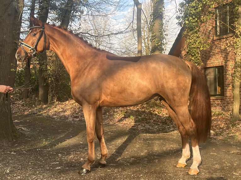 Oldenburger Ruin 4 Jaar 169 cm Vos in Bassum