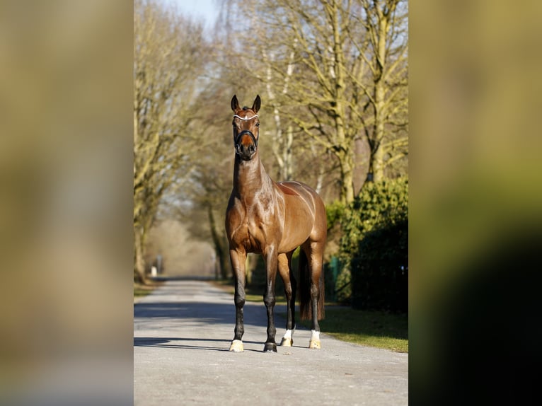Oldenburger Ruin 4 Jaar 170 cm Bruin in Schapen
