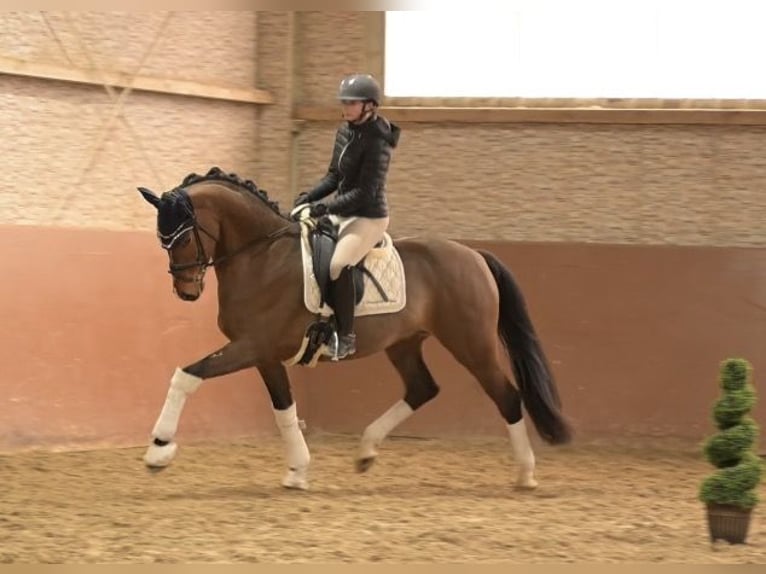 Oldenburger Ruin 4 Jaar 170 cm Bruin in Wehringen
