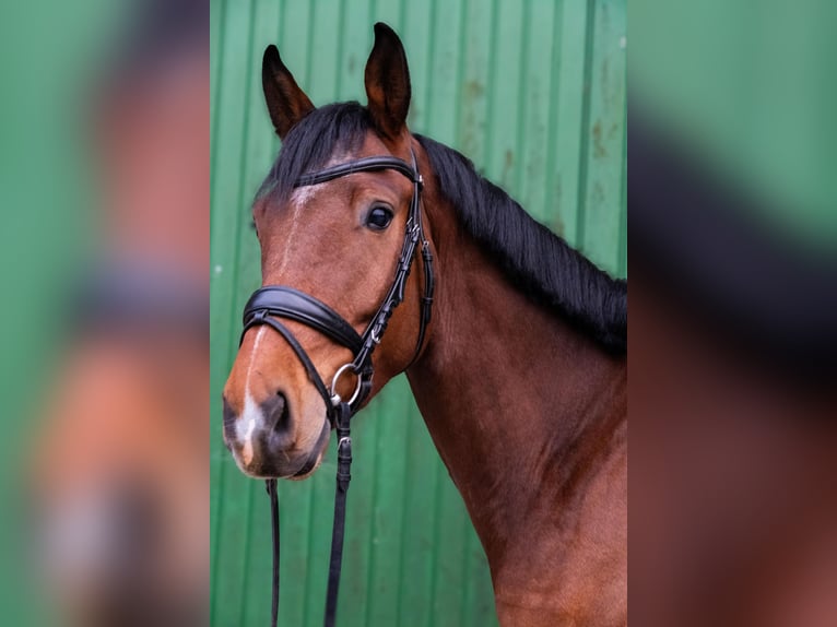Oldenburger Ruin 4 Jaar 170 cm Bruin in Hanstedt