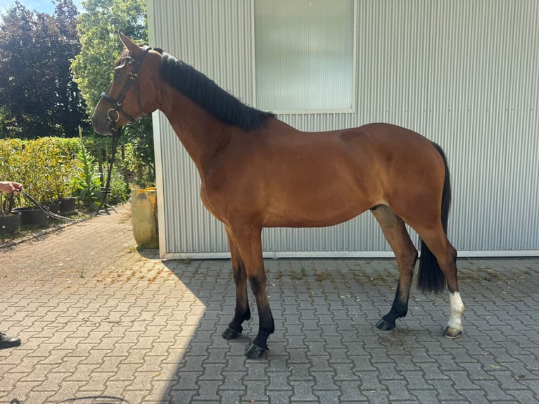Oldenburger Ruin 4 Jaar 170 cm Bruin in Güglingen