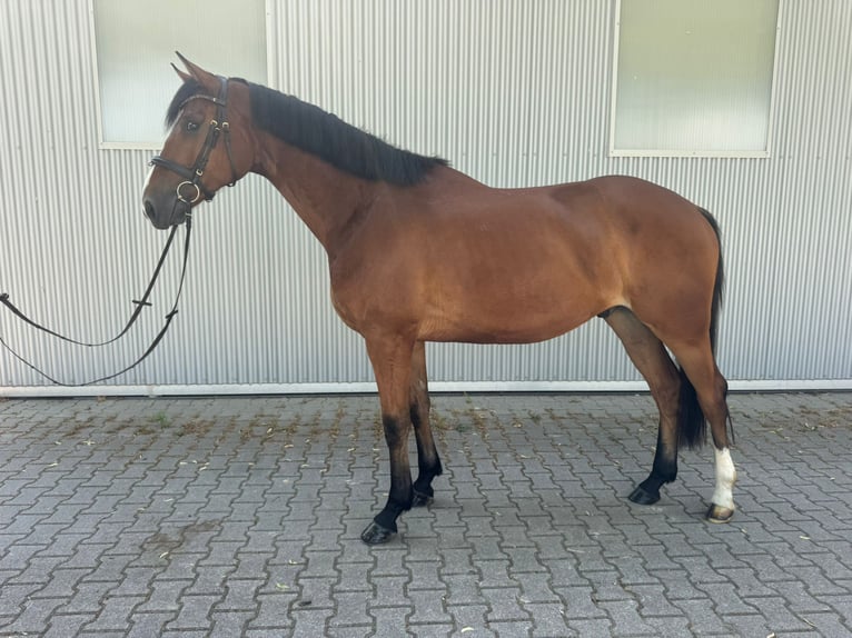 Oldenburger Ruin 4 Jaar 170 cm Bruin in Güglingen