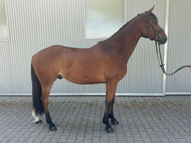Oldenburger Ruin 4 Jaar 170 cm Bruin in Güglingen