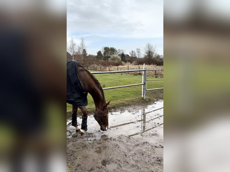 Oldenburger Ruin 4 Jaar 170 cm Donkere-vos in Hamburg