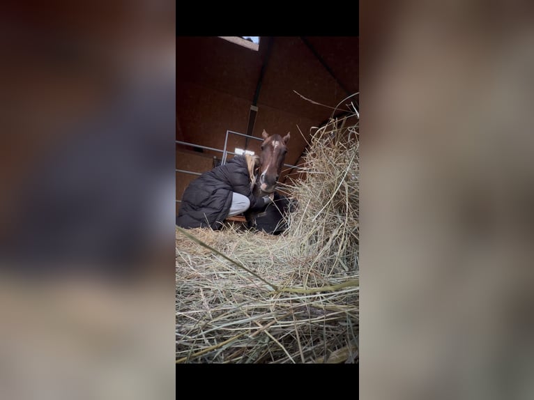 Oldenburger Ruin 4 Jaar 170 cm Donkere-vos in Hamburg