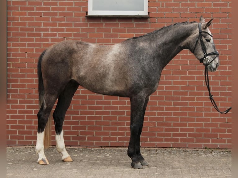 Oldenburger Ruin 4 Jaar 170 cm Schimmel in Wallenhorst