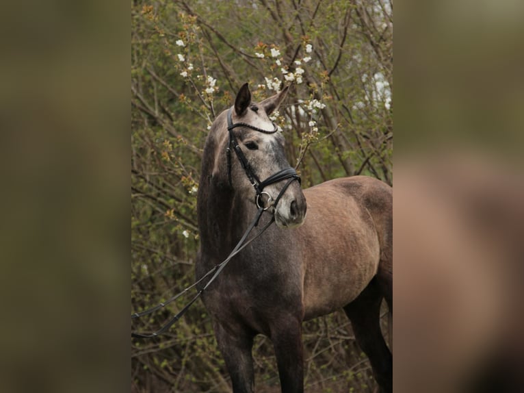 Oldenburger Ruin 4 Jaar 170 cm Schimmel in Wallenhorst