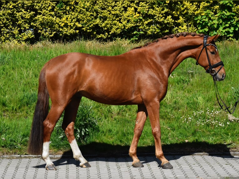 Oldenburger Ruin 4 Jaar 170 cm Vos in Fürstenau