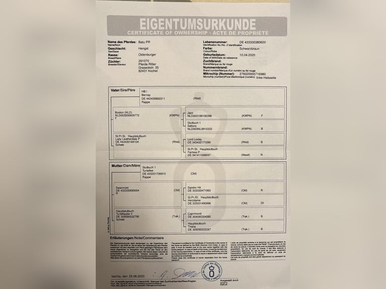 Oldenburger Ruin 4 Jaar 170 cm Zwart in Kirchlinteln