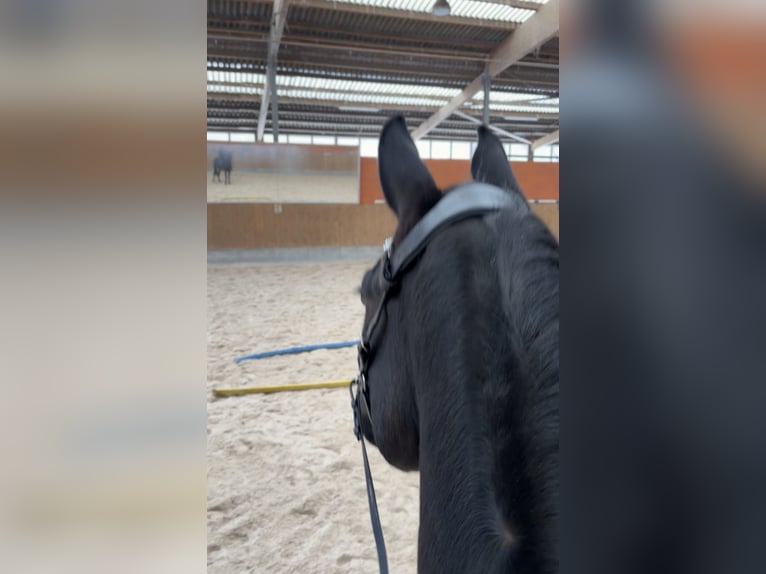 Oldenburger Ruin 4 Jaar 170 cm Zwart in Isenbüttel