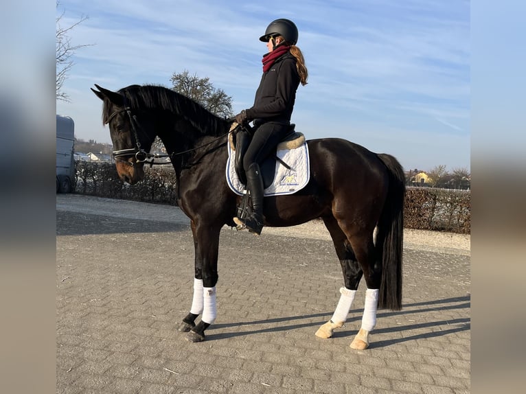 Oldenburger Ruin 4 Jaar 170 cm Zwartbruin in Besigheim