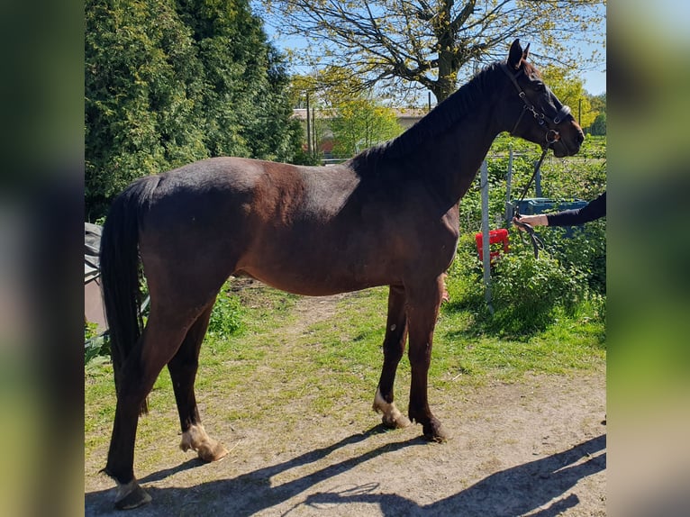 Oldenburger Ruin 4 Jaar 171 cm Donkerbruin in Hagen