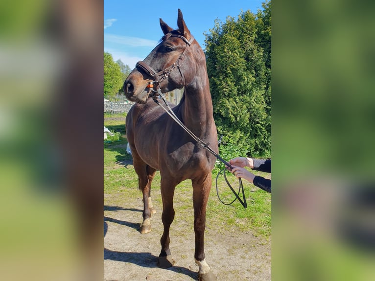Oldenburger Ruin 4 Jaar 171 cm Donkerbruin in Hagen