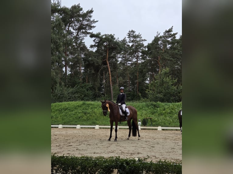 Oldenburger Ruin 4 Jaar 172 cm Bruin in Hittbergen