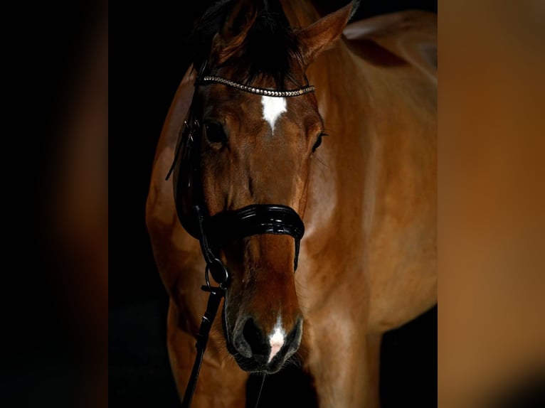 Oldenburger Ruin 4 Jaar 172 cm Bruin in Nuland