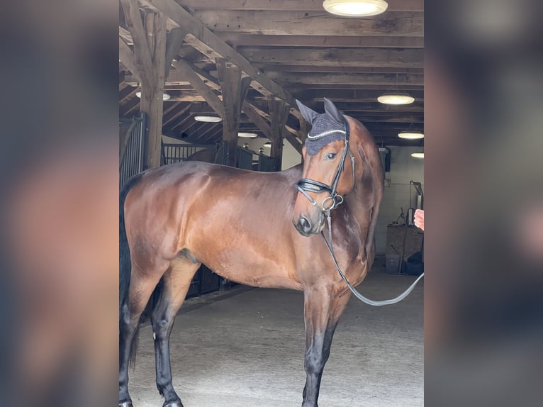 Oldenburger Ruin 4 Jaar 173 cm Bruin in Lienen