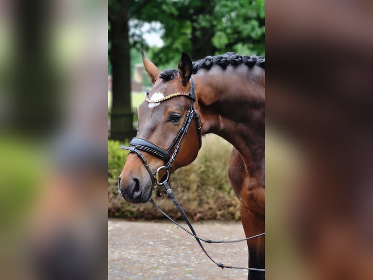 Oldenburger Ruin 4 Jaar 173 cm Bruin in Warendorf