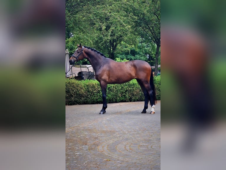 Oldenburger Ruin 4 Jaar 173 cm Bruin in Warendorf