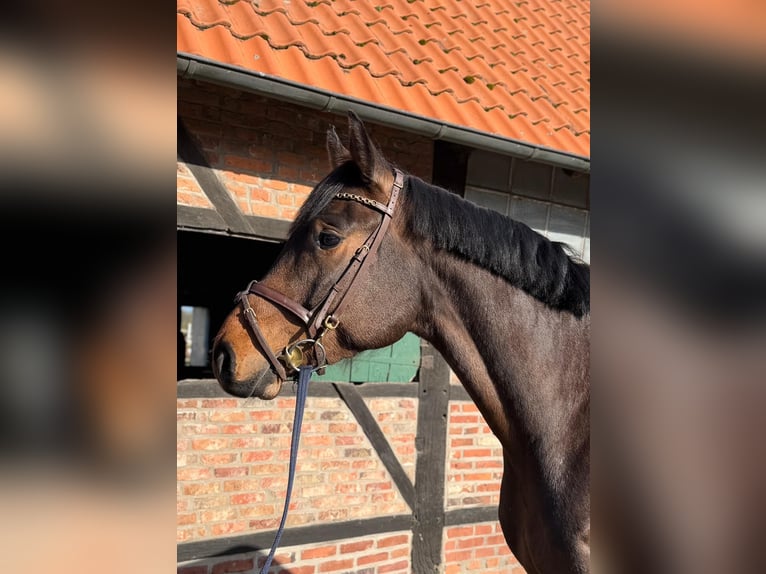 Oldenburger Ruin 4 Jaar 173 cm Bruin in Münster