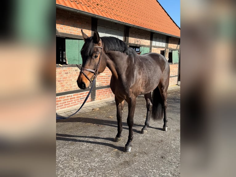 Oldenburger Ruin 4 Jaar 173 cm Bruin in Münster