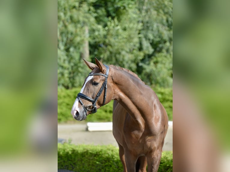 Oldenburger Ruin 4 Jaar 173 cm Donkere-vos in Visbek