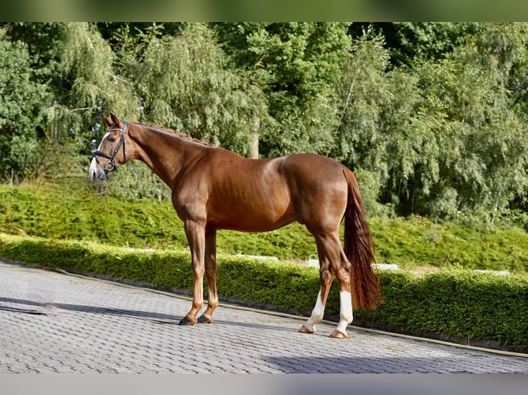 Oldenburger Ruin 4 Jaar 173 cm Donkere-vos in Visbek