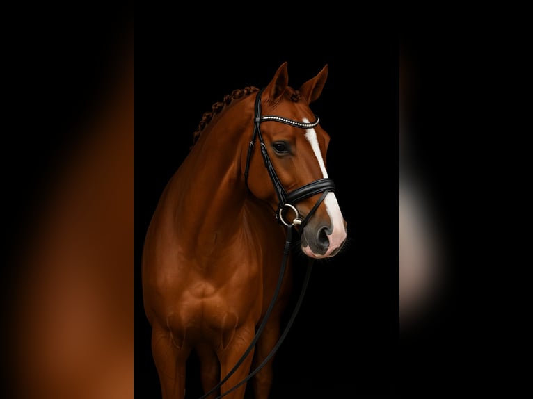 Oldenburger Ruin 4 Jaar 173 cm Donkere-vos in Visbek