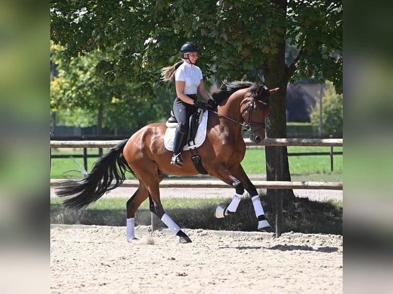 Oldenburger Ruin 4 Jaar 174 cm Bruin in Peer