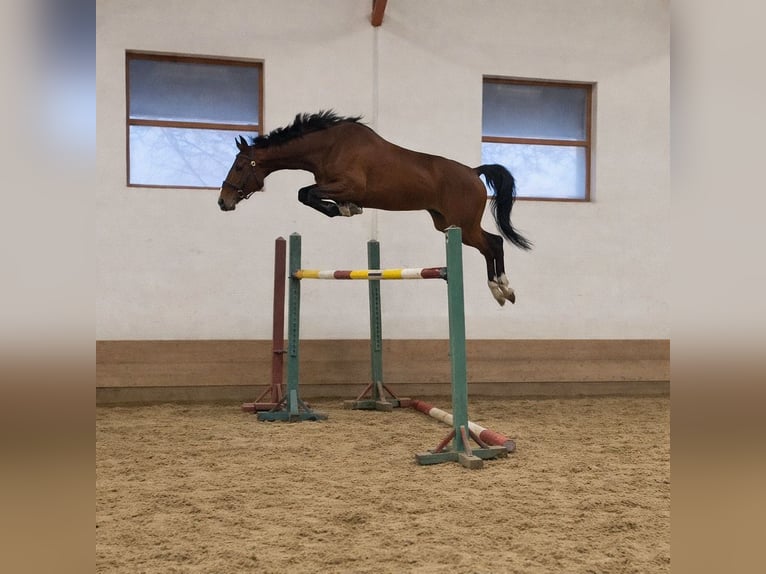 Oldenburger Ruin 4 Jaar 174 cm Bruin in Szarvas