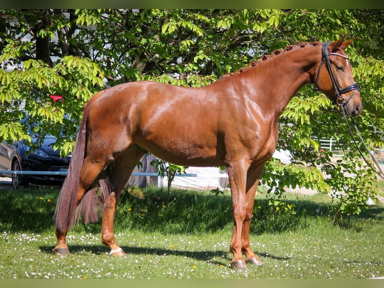 Oldenburger Ruin 4 Jaar 174 cm Donkere-vos in Schierensee