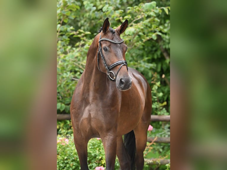 Oldenburger Ruin 4 Jaar 174 cm Zwartbruin in Bad Bevensen