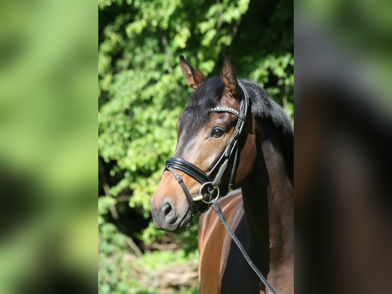 Oldenburger Ruin 4 Jaar 174 cm Zwartbruin in Bad Zwischenahn
