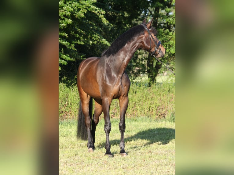 Oldenburger Ruin 4 Jaar 174 cm Zwartbruin in Bad Zwischenahn