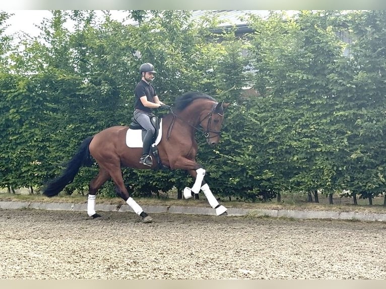 Oldenburger Ruin 4 Jaar 175 cm Bruin in Viersen
