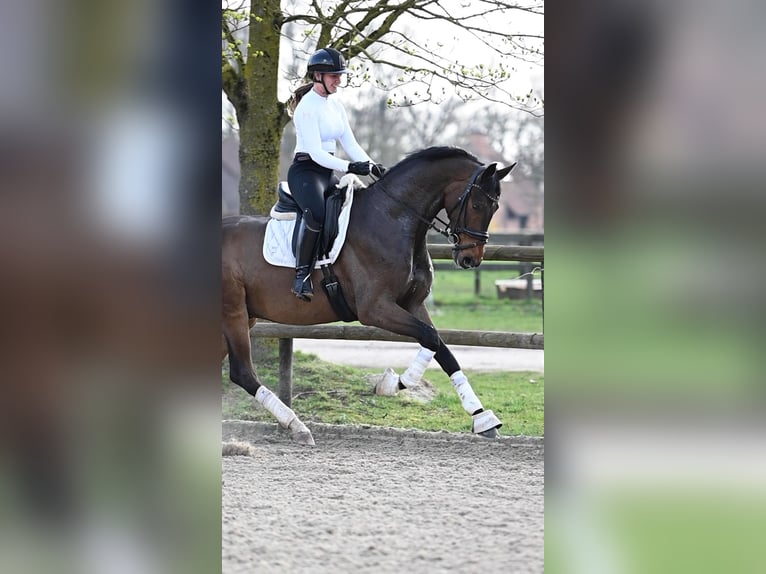 Oldenburger Ruin 4 Jaar 175 cm Donkerbruin in Peer