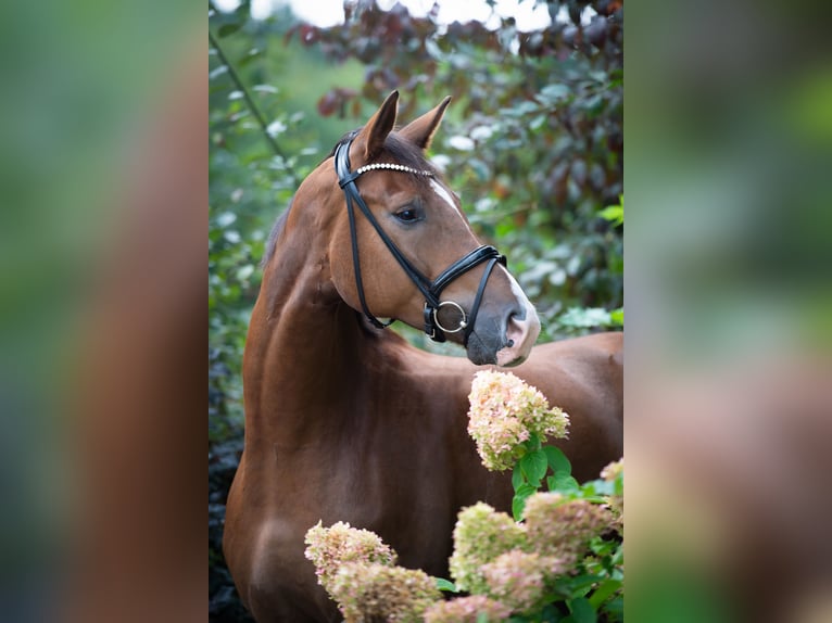 Oldenburger Ruin 4 Jaar 175 cm Donkere-vos in Ankum