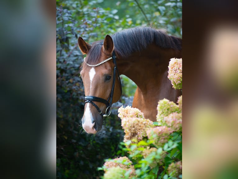 Oldenburger Ruin 4 Jaar 175 cm Donkere-vos in Ankum