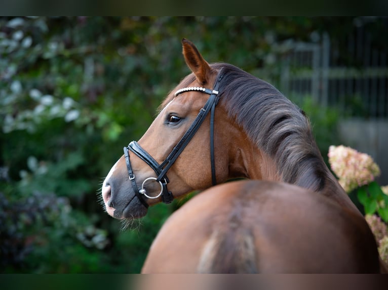 Oldenburger Ruin 4 Jaar 175 cm Donkere-vos in Ankum