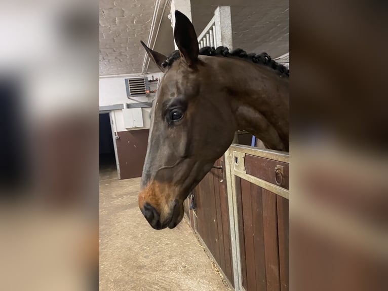 Oldenburger Ruin 4 Jaar 175 cm Zwartbruin in Bocholt