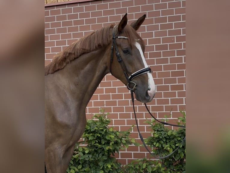 Oldenburger Ruin 4 Jaar 179 cm Donkere-vos in Barver