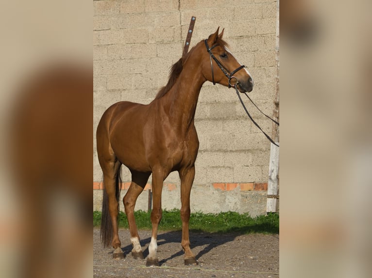 Oldenburger Ruin 5 Jaar 162 cm Vos in Fleischwangen