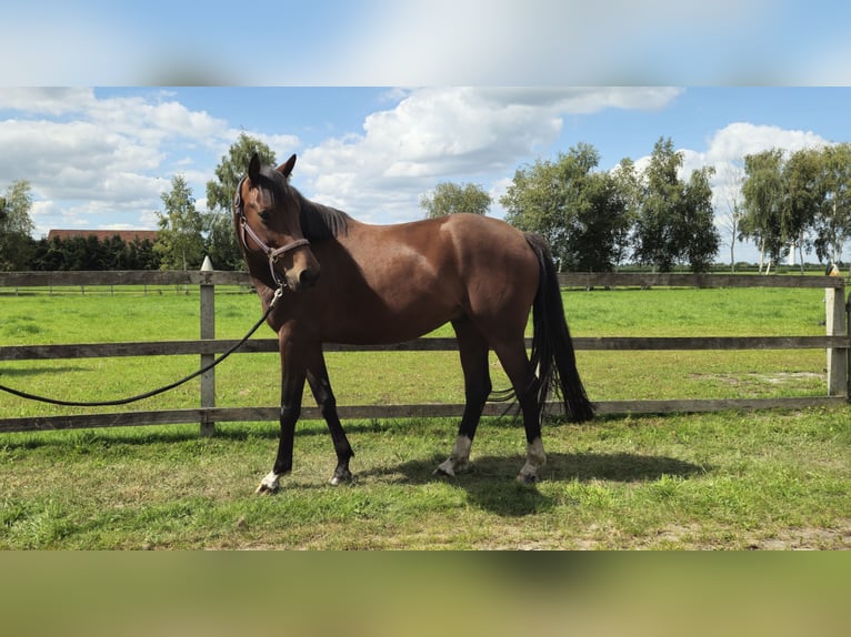 Oldenburger Ruin 5 Jaar 164 cm Bruin in Friesoythe